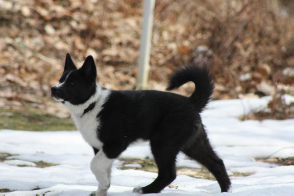 Grawpaws Keskiyon Taivaan Sisu