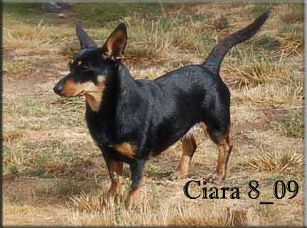 Doddsline Lady Clara