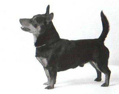 Mongrel's Outlaw-Oliver
