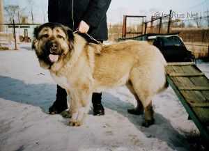 Setkh Saygun