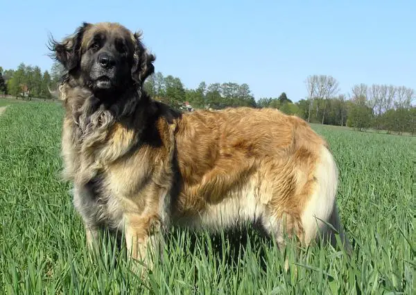 Arlett von Attilas Hof