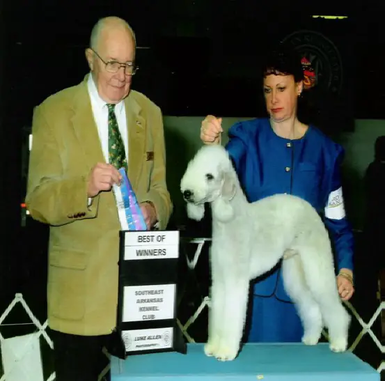 Kennel Club Pedigree Search Welcome To Buy Www 86fairyland Cn