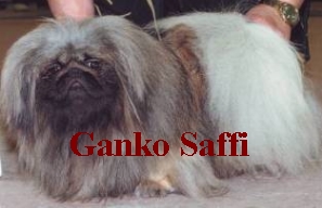 GANKO SAFFI INCANTO WONDERFUL LOVES MELODY