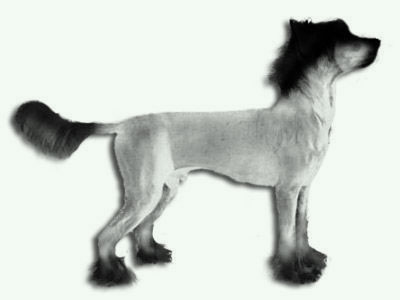 Tigerlilja