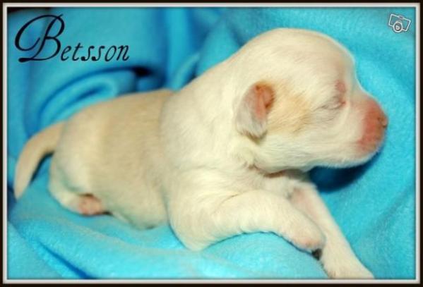 Betson
