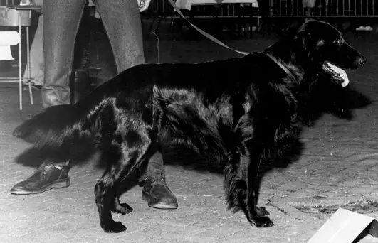 Laico v.d. Menninge