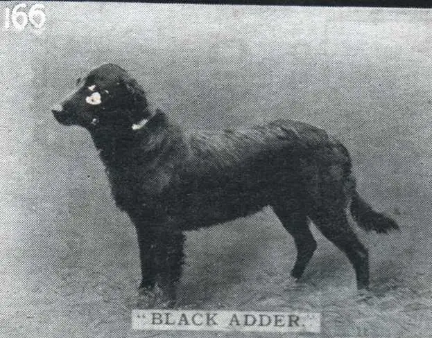Black Adder 'Buoy x Bess'
