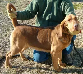 Miss Prissy of Crooked Creek