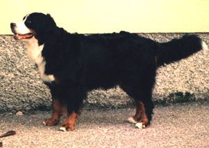 Doremis Love Me Tender