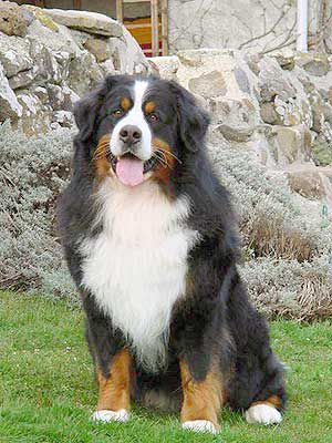 Owen Des Hautes Vernades