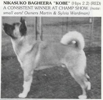Nikasuko Bagheera