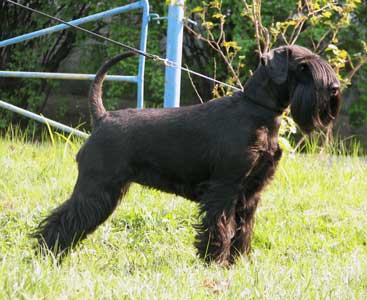 Otis Boanergos Roksolana