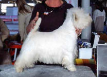 Happy White Wow-Wow