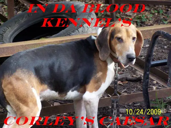 In Da Blood Kennels (Corley's Caesar)