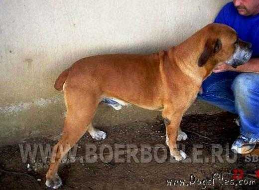 Tovic Bruno 2