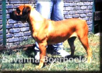 El Shadai's Roxy