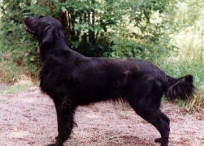Sniffens Iranda