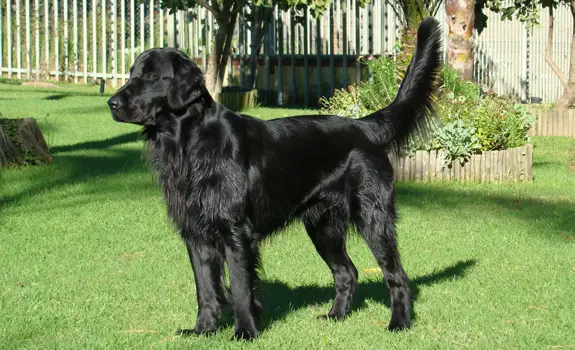 Starworkers Little Big Man of Zimzala