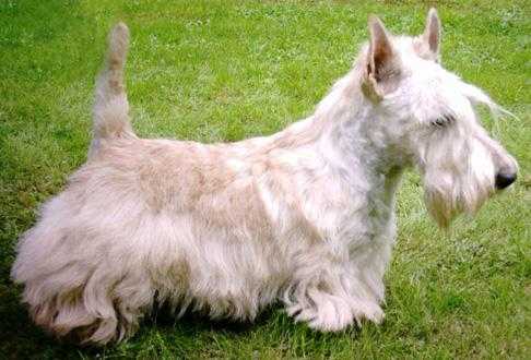 Nicole's Stuart