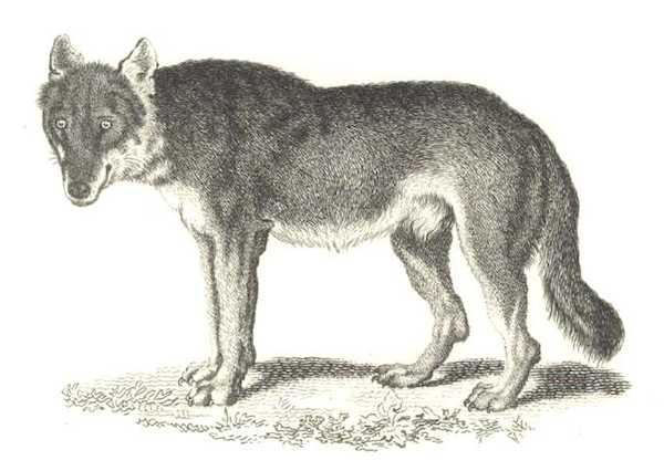 Argo Canis Lupus