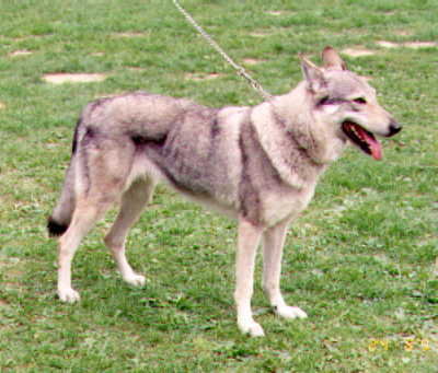 Aja Frovan