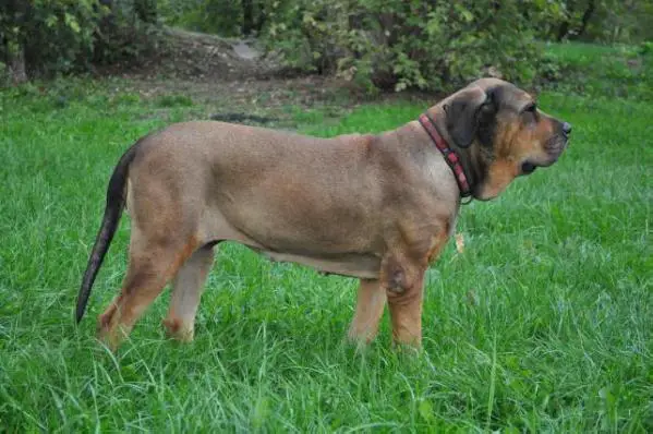 Friderika Bianka Red Faer