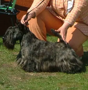 Ebesi Angyal BALTAZÁR