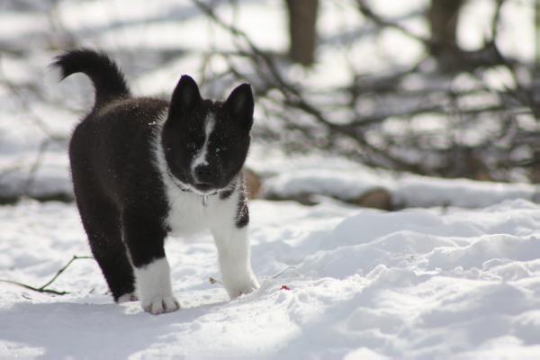 Grawpaws Raija