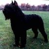 Boris
