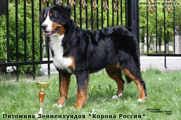 Korona Rossii Enina