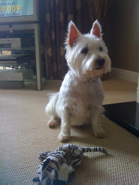 Molly Westie