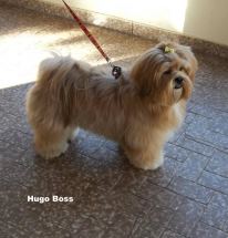 Hugo Boss di La Mattina D'oro