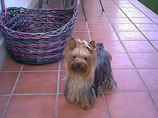 Iria de Las Cirajas