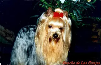 Sancho de Las Cirajas