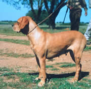 Ira de torres