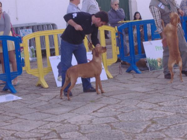 Vida do choupal