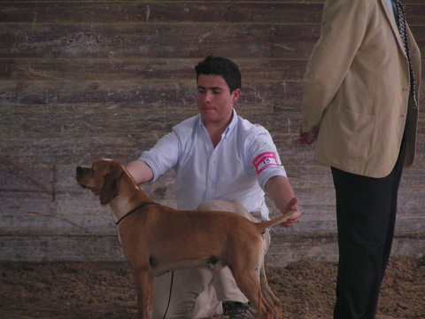 jack do casal de palmeiro