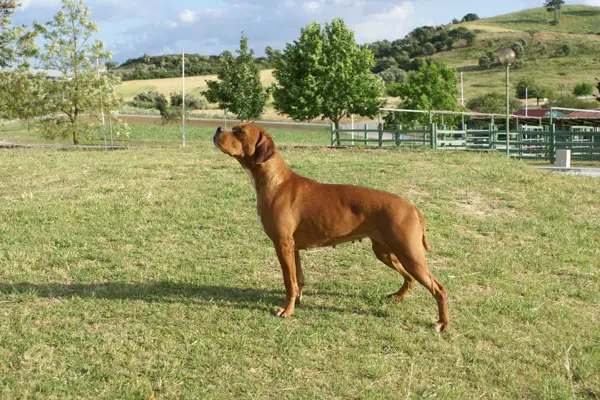 bety da ponta dos corvos