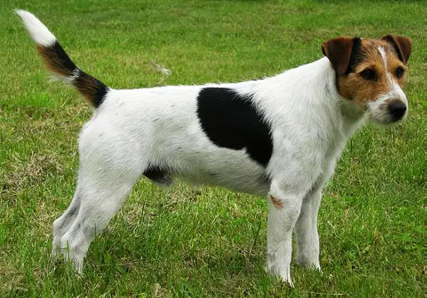 Gulabin's FABI