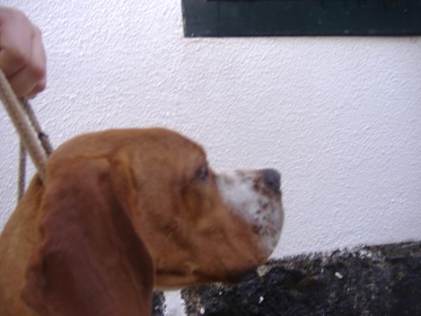 arisca da quinta das sedas