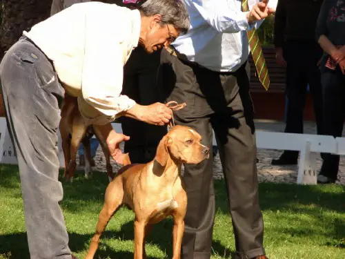 cuco de tagus