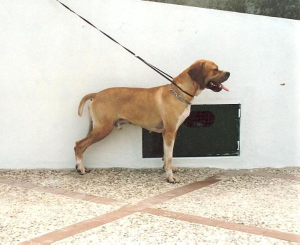 hugo da fonte branca