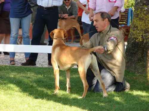 tambor