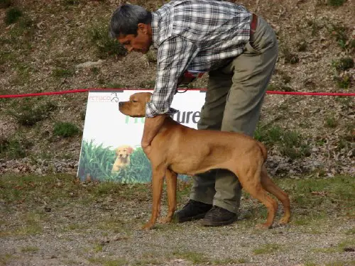 canela de tagus