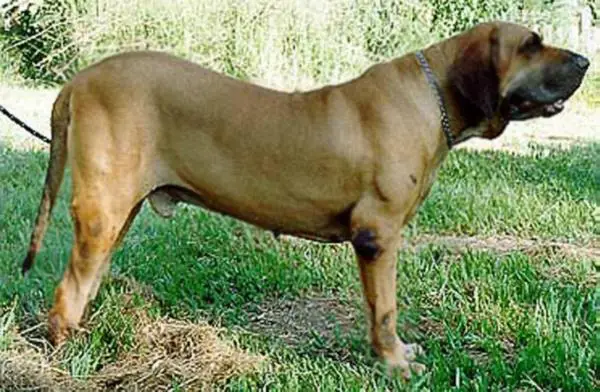 Nagan do Amparo