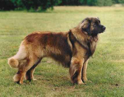 Grizzly v. Dreiburgenland