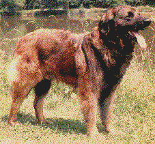 Sirius