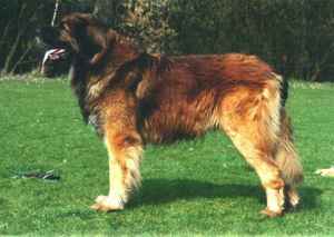 Badahckshan's Kimbo