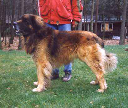 Badahckshan's Helios