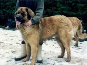 Odin Junior ex Domo Leonis